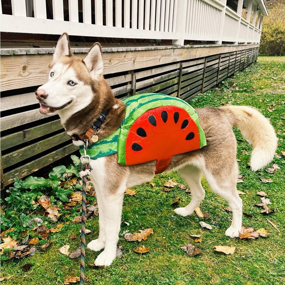 2 Dog Costumes Alligator and a Watermelon Size Large